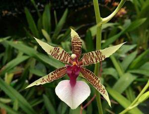 Oncidium hastilabium