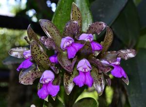 Cattleya tigrina