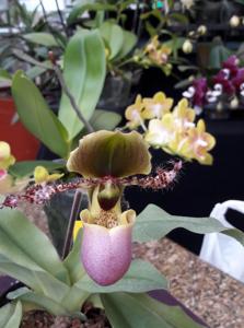 Paphiopedilum glaucophyllum
