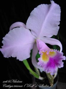 Cattleya trianae