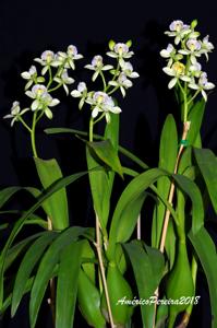 Prosthechea radiata