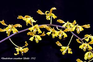 Dendrobium discolor