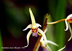 Cymbidium aliciae