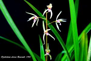 Cymbidium aliciae