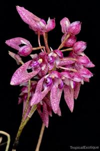 Bulbophyllum fenestratum