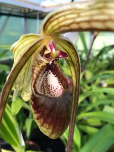 Phragmipedium humboldtii var. humboldtii