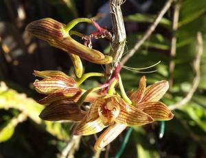 Dendrobium serratilabium