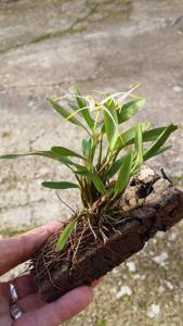 Dendrobium chrysotropis