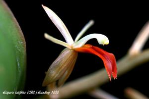 Liparis latifolia