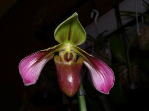 Paphiopedilum appletonianum