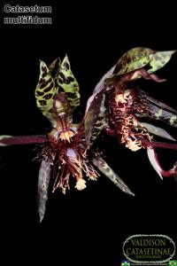 Catasetum multifidum
