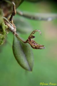 Acianthera variegata