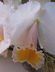 Cattleya quadricolor