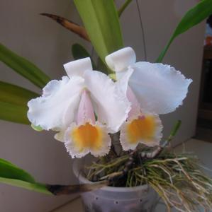 Cattleya quadricolor