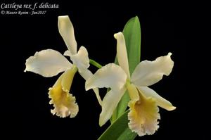 Cattleya rex