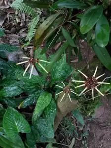 Bulbophyllum brienianum