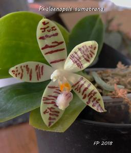 Phalaenopsis sumatrana