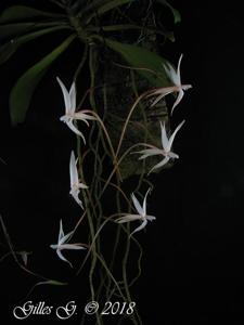 Aerangis arachnopus