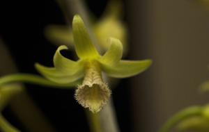 Dendrobium macrostachyum