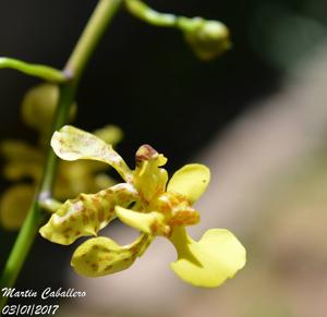 Trichocentrum cebolleta