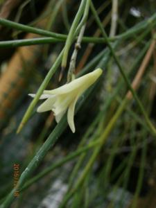 Dendrobium modestum