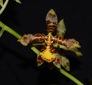 Rossioglossum insleayi