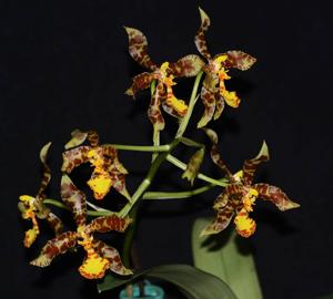 Rossioglossum insleayi