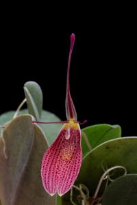 Restrepia elegans