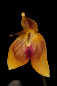 Restrepia nittiorhyncha