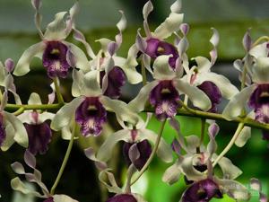 Dendrobium nindii