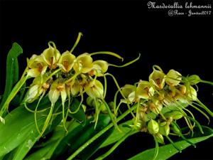 Masdevallia lehmannii