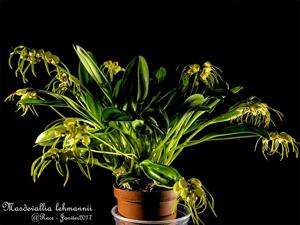 Masdevallia lehmannii