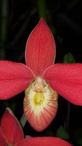 Phragmipedium besseae