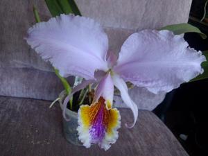 Cattleya mossiae