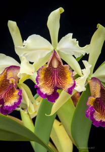 Cattleya dowiana var. aurea