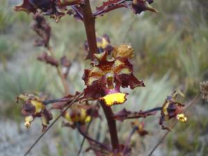 Cyrtopodium parviflorum