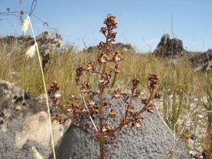 Cyrtopodium parviflorum