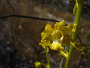 Cyrtopodium parviflorum