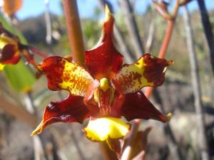 Cyrtopodium parviflorum