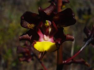 Cyrtopodium parviflorum