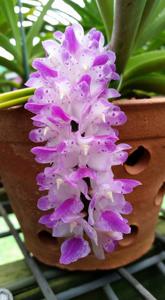 Aerides multiflora