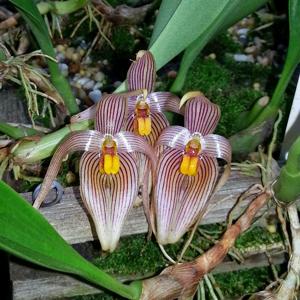 Bulbophyllum membranifolium subsp. inunctum