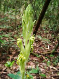 Sarcoglottis grandiflora