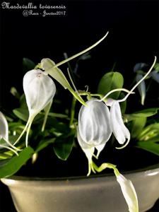 Masdevallia tovarensis