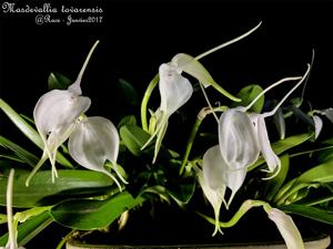 Masdevallia tovarensis