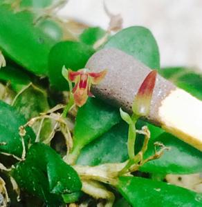 Anathallis imbricata