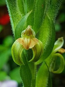 Sarcoglottis grandiflora