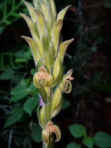 Sarcoglottis grandiflora