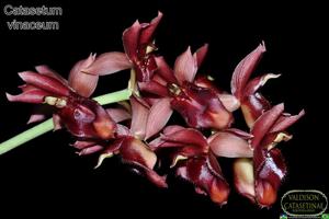 Catasetum vinaceum