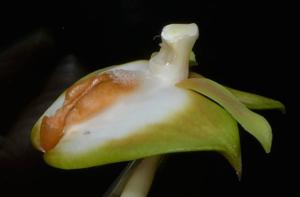 Dendrobium lambii